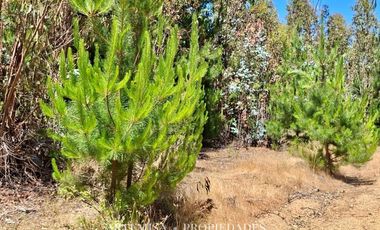 PAILIMO LT 1 – B 125, PICHILEMU