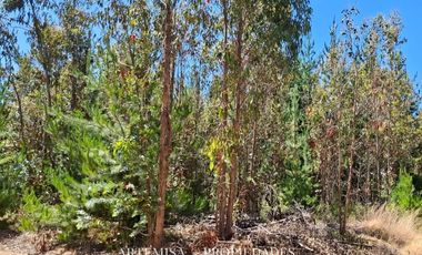 PAILIMO LT 1 – B 125, PICHILEMU