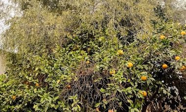 APOSTOL SANTIAGO 330