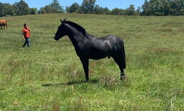 VENDO CUATRO (4) PARCELAS DE 5000M2, EN CUARTA FAJA, RUTA 81