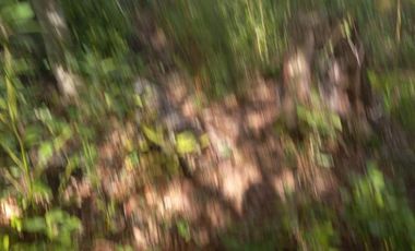 TERRENO SECTOR FUNDO LOS LAURELES