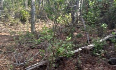 TERRENO SECTOR FUNDO LOS LAURELES