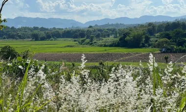 Land for sale in Pa Sang, Chiang Rai
