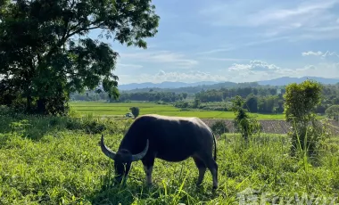 Land for sale in Pa Sang, Chiang Rai