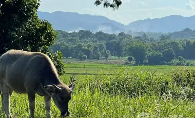 Land for sale in Pa Sang, Chiang Rai