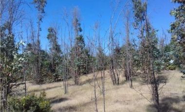 Agrícola en Venta en Venta Lote 8 5.908MT Sector Camarico norte Pumanque SIN COMISION CONVERSABLE