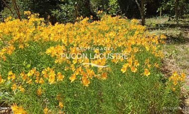 Parcela en venta en VILLARRICA