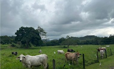 FINCA / UTIVE / 469 HECT. / CASA CON 6 HABITACIONES / FRENTE A LAGO