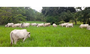 FINCA / UTIVE / 469 HECT. / CASA CON 6 HABITACIONES / FRENTE A LAGO