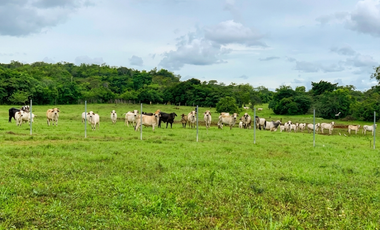 Finca en venta  de 58.6 Has en Veraguas – Santiago (DR)