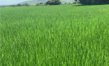 Finca en venta  de 58.6 Has en Veraguas – Santiago (DR)