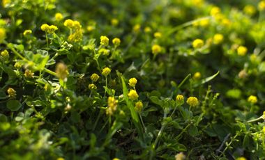 Lote en Venta en el barrio los juncos