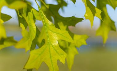 Lote a la venta Luján Barrio Privado Los Juncos