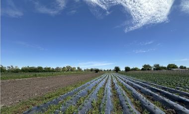CAMPO AGRICOLA VENTA EN DERQUI PILAR