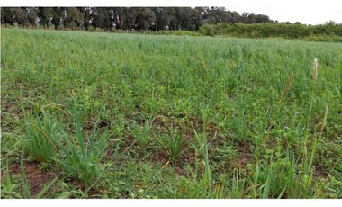 FRACCION DE CAMPO A LA VENTA EN CARLOS KEEN (IDEAL TURISTICO)