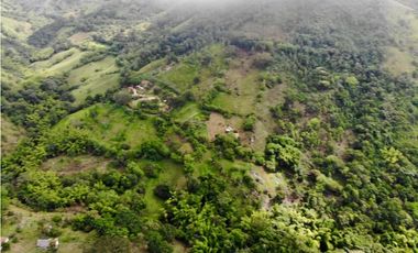 Finca - Fredonia - Abundantes aguas