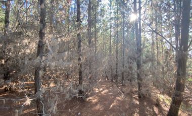 Matanzas, Terreno en Reserva El Maitén