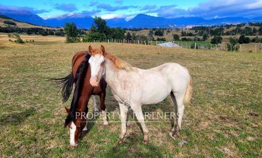 Patagonia, Campo orilla rio Simpson, Coyhaique
