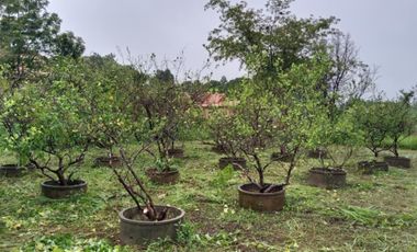 5 Bedroom House for sale in Na Sameng, Mukdahan