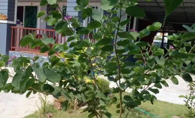 2 Bedroom House for sale in Nong Lum, Phichit