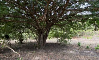 SAN CARLOS / LAS LAGARTIJAS / 250000M / GANADERIA / USO COMERCIAL AG