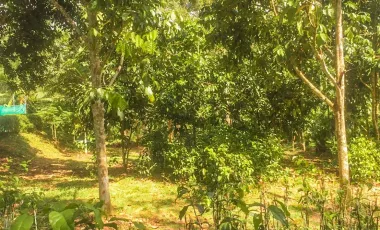 4 Bedroom House for sale in Bang Luek, Chumphon