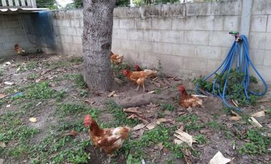 2 Bedroom House for sale in Pa Wai, Ratchaburi