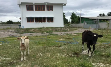 2 Bedroom House for sale in Pa Wai, Ratchaburi