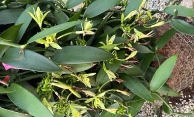 Land for sale in Tha Khao Plueak, Chiang Rai