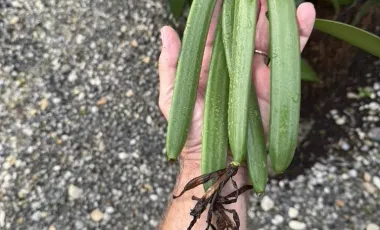 Land for sale in Tha Khao Plueak, Chiang Rai