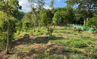 Land for sale in Tha Khao Plueak, Chiang Rai