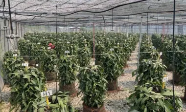 Land for sale in Tha Khao Plueak, Chiang Rai