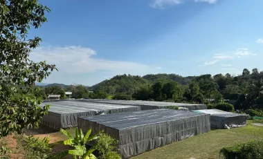 Land for sale in Tha Khao Plueak, Chiang Rai