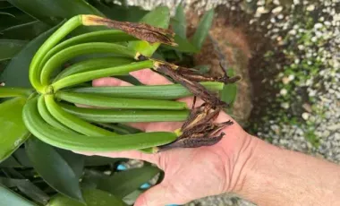 Land for sale in Tha Khao Plueak, Chiang Rai