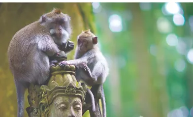 7 Bedroom House for rent in Kediri, Bali