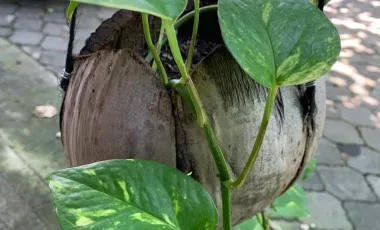 7 Bedroom House for rent in Kediri, Bali