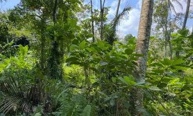 Land for sale in Ubud, Bali