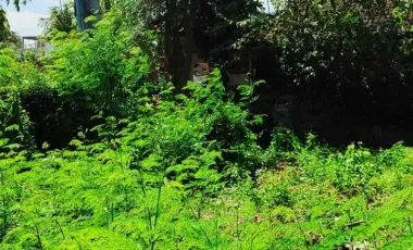 Land for sale in Pererenan, Bali