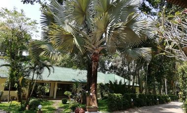 4 Bedroom House for rent in Pa O Don Chai, Chiang Rai