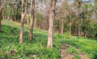 Land for sale in Chan Chawa, Chiang Rai
