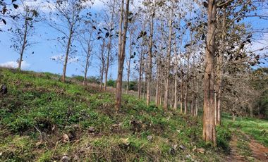 Land for sale in Chan Chawa, Chiang Rai