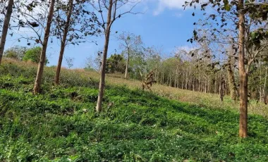 Land for sale in Chan Chawa, Chiang Rai