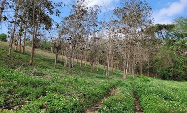 Land for sale in Chan Chawa, Chiang Rai