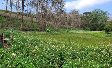 Land for sale in Chan Chawa, Chiang Rai