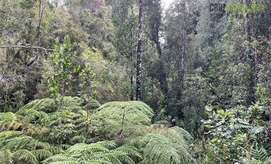 Agrícola en Venta en 9 hectareas a 20 minutos de Los Muermos, a 700 metros de la ruta V-522.