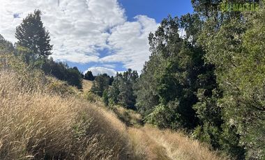 Agrícola en Venta en 9 hectareas a 20 minutos de Los Muermos, a 700 metros de la ruta V-522.