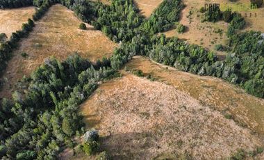 Agrícola en Venta en 9 hectareas a 20 minutos de Los Muermos, a 700 metros de la ruta V-522.