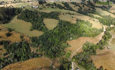 Agrícola en Venta en 9 hectareas a 20 minutos de Los Muermos, a 700 metros de la ruta V-522.