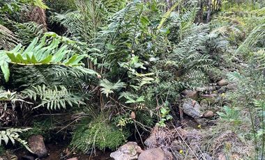 Agrícola en Venta en 9 hectareas a 20 minutos de Los Muermos, a 700 metros de la ruta V-522.