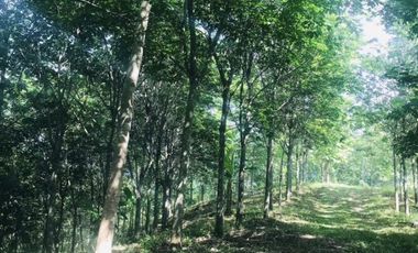 Land for sale in Pa Tueng, Chiang Rai